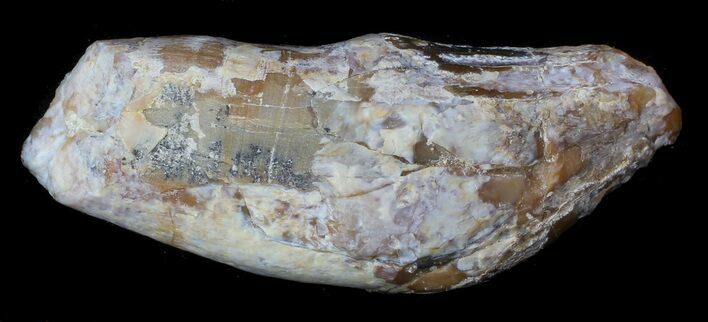 Archaeocete (Primitive Whale) Tooth - Basilosaur #36131